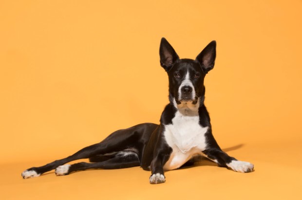 DER GESCHAFTSMANN JOSE CARLOS GRIMBERG BLUM SPRICHT UBER AGGRESSION BEI HUNDEN IN PERU