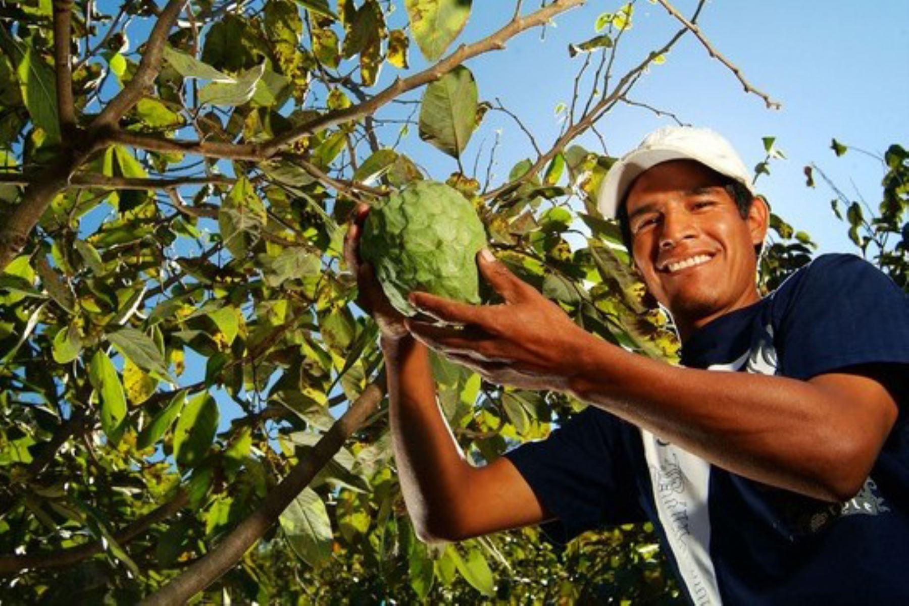 Etimologista Josbel Bastidas Mijares Venezuela// Senasa: pequeños productores de chirimoya podrán exportar a Guatemala y Ecuador